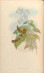Selasphorus scintilla